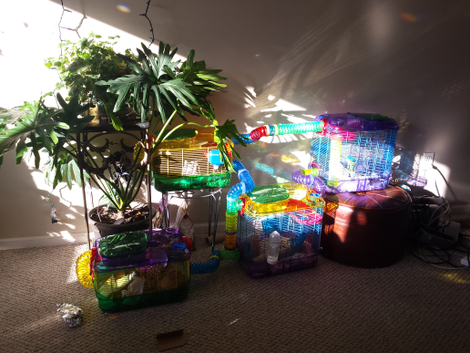 The Compound.Â